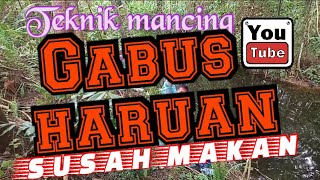 mancing ikan gabus haruan teknik pelampung umpan ikan kecil