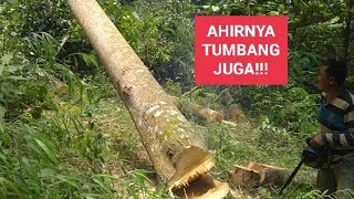 PERFORMA CHAINSAW 580 MAESTRO .TEBANG KAYU SAMAN BESAR DENGAN SANTAI @izin-ma