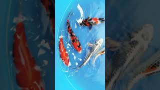 Imported Koi from Japan