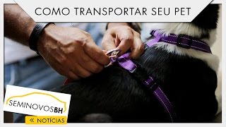 Como transportar o seu pet em segurança | SeminovosBH #33