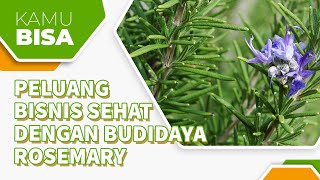 MENGENAL POTENSI BISNIS BUDIDAYA ROSEMARY!