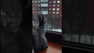 Смотрю в светлое будущее 🤭 #cuteanimals #funny #funnyvideo #funnyanimals #love #squirrel