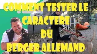 COMMENT TESTER LE CARACTER DU BERGER ALLEMAND?