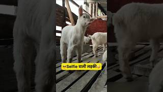 selfie वाली लड़की 😜🤣🤣 #funny #comedy #monkey #trendingshorts #viralvideo #shorts #ytshorts #viral