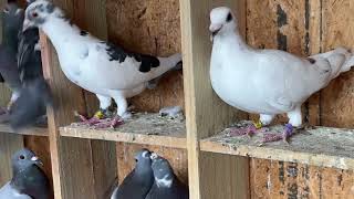 YB2024 season will be exciting with these million dollar #racingpigeon