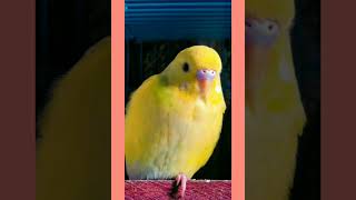 We miss you jill !! #budgie world #2022 #2021 #giggle please #Happy New Year #Music