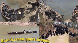 Rare Black saanen goats herd | Black saanen goats breeds cross the river on ship for grazing