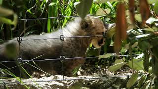 Gepardennachwuchs Zoo Basel