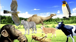 Animal Sounds, Cute Creatures.Tiger, Horse, Swan, Elephant, Chickens, Deer, Caterpillar