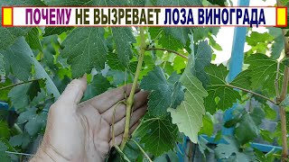 🍇 Что КАТЕГОРИЧЕСКИ НЕ НУЖНО ДЕЛАТЬ для ВЫЗРЕВАНИЯ ЛОЗЫ ВИНОГРАДА! Как УСКОРИТЬ ВЫЗРЕВАНИЕ ВИНОГРАДА