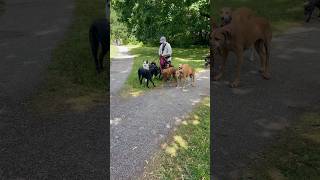 #sweden #stockholm #shortvideo #dogs #hundar#nature