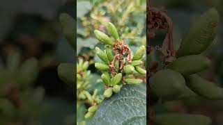 Service berry watch full video for more details about.#serviceberry #berry #fresh #small