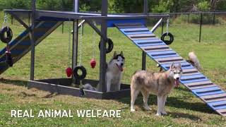 USDA Licensed Kennel  Episode #11