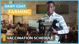 Dairy Goat Farming (Lesson25) - Vaccination Schedule