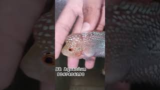 srd flower horn #trending#shortvideo #fish#pet#fishingvideo#aquariumfishfish #batlagundu