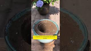 Simple Method for Repotting Flowering Plants at Home.     #oldgardenshop #garden #gardening #plants