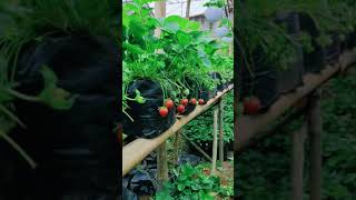 strawberry hasil pemupukan 2 Minggu sebelumnya #shorts #strawberry