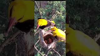 Black-naped oriole 🐦🐦#nature  #shorts #orioles  #birds #viral #shortfeed #youtubeshorts #ytshorts