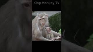 Monkey funny videos #1296 #babymonkey #shortvideo #short #viral #monkey #reels2023