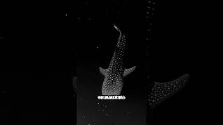 Did you know Whale sharks have spots that glow in the dark?  | PlotPond #Storytelling##Connection