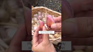 زراعة الثوم بطريقة سهلة The easy way to grow garlic  #shorts