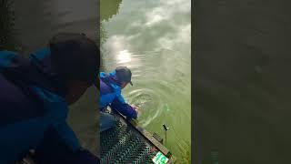 Releasing an 8lbs mirror carp!! #fishingvideo #carpangler #carpfishing #fish #fishing #fishinglife