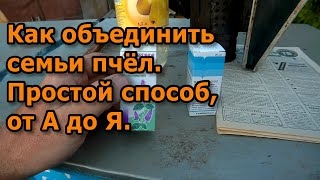 Как объединить семьи пчёл. Простой способ, от А до Я.