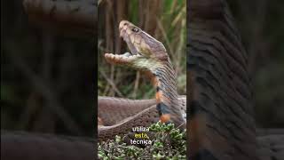 Sabías esto sobre la Serpiente 🐍 Escupídora? #cobras #serpientes