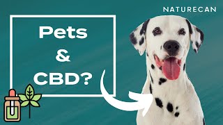 Is CBD suitable for pets?