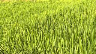 Rice Paddy Moving by the Wind Nature Download Free Daily Footage Stock Video