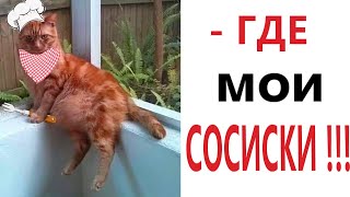 Приколы! ГДЕ МОИ СОСИСКИ? МЕМЫ - Смешные видео – Доми шоу