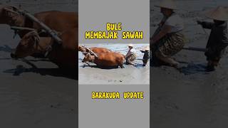 BULE NAIK SAPI ‼️ BARAKUDA update