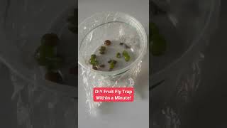 DIY Fruit Fly Trap Within a Minute!