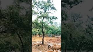 Jungle safari Punjab | Zoo