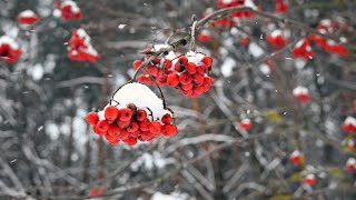 Winter wonderland. Snowfall in a charming forest. 1 hour of New Year's music for a festive mood.