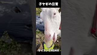 【ダイコンでASMR/子山羊の日常】#子山羊 #子ヤギ #animal #動物 #自然 #可愛い #もふもふ #shorts