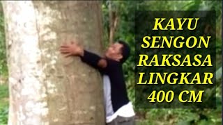 SEBELUM DI TEBANG KAYU SENGON RAKSASA DI SURVEI DULU .LINGKAR BESAR 4 METER DI BANDROL HARGA 40 JUTA