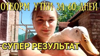 Выращивание уток от начала до забоя/Большая утка за 60 дней