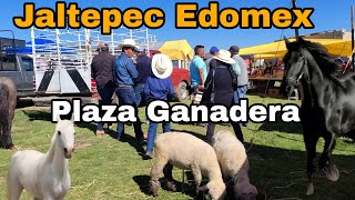 Asi es JALTEPEC EDOMEX y su plaza ganadera