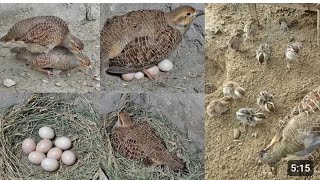 Teetar ki Awaz Irani Teetar Grey Partridge Grey Francolin #shorts #birds #TeetarkiAwaz