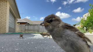 Vlog # 37.. Bird boodle fight feed