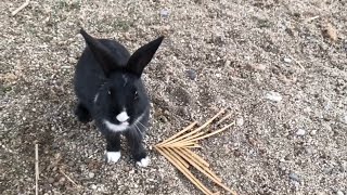 Have you ever met such a cute baby rabbit?