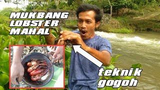 berburu lobster air tawar di air deras,,capit nya paling gurihh..