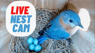 LIVE NEST CAM: Eastern Bluebird House- First Egg Laying Any Day Now!