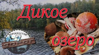 Дары Природы на Дикое озеро. Наблюдения, бушкрафт.