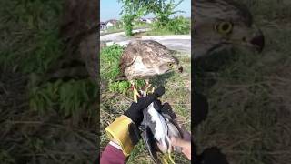 Crested goshawk hunting #hawk #birds #falconry #shorts #cambodia #thailand #indonesia