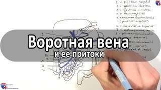 Воротная вена и ее притоки - meduniver.com