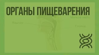 Органы пищеварения. Видеоурок по биологии 8 класс