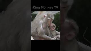 Monkey funny videos #1283 #babymonkey #shortvideo #short #viral #monkey #reels2023