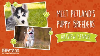 Everything Puppies - Petland Breeder Vlog Hillview Kennel - Short Version (2019)